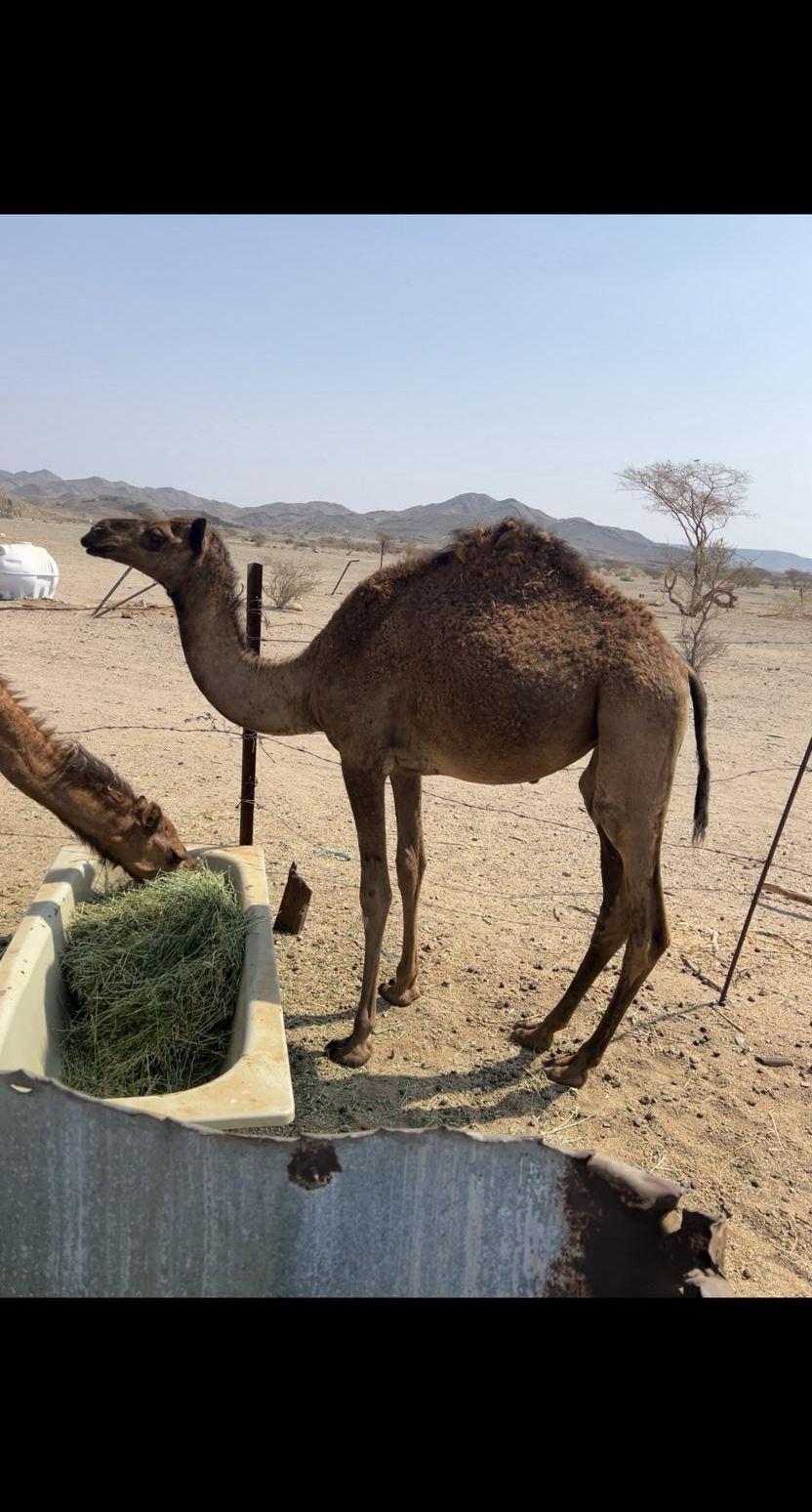 بكرة