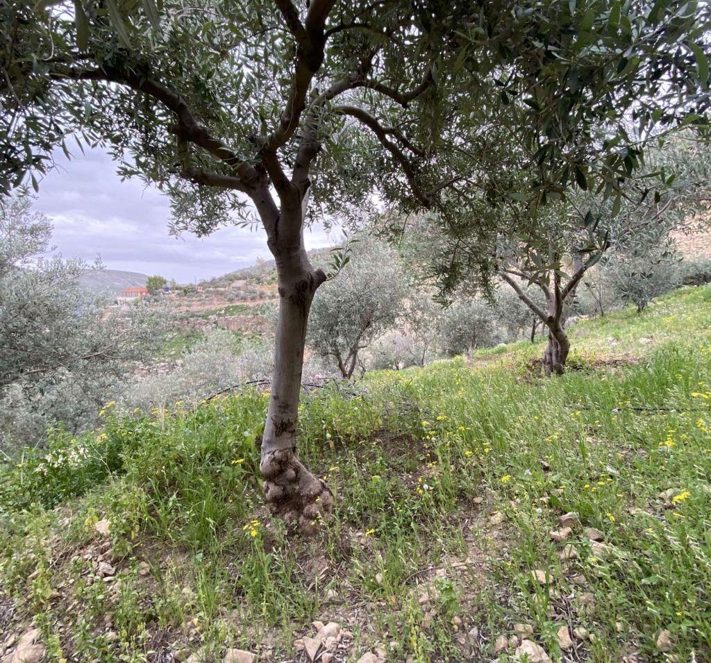 قطعة أرض مطلة