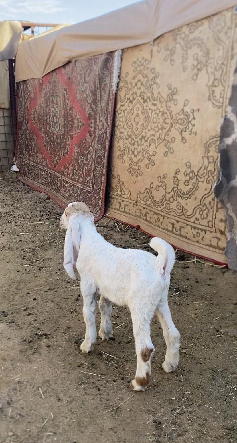 عنز هولنديه رباع