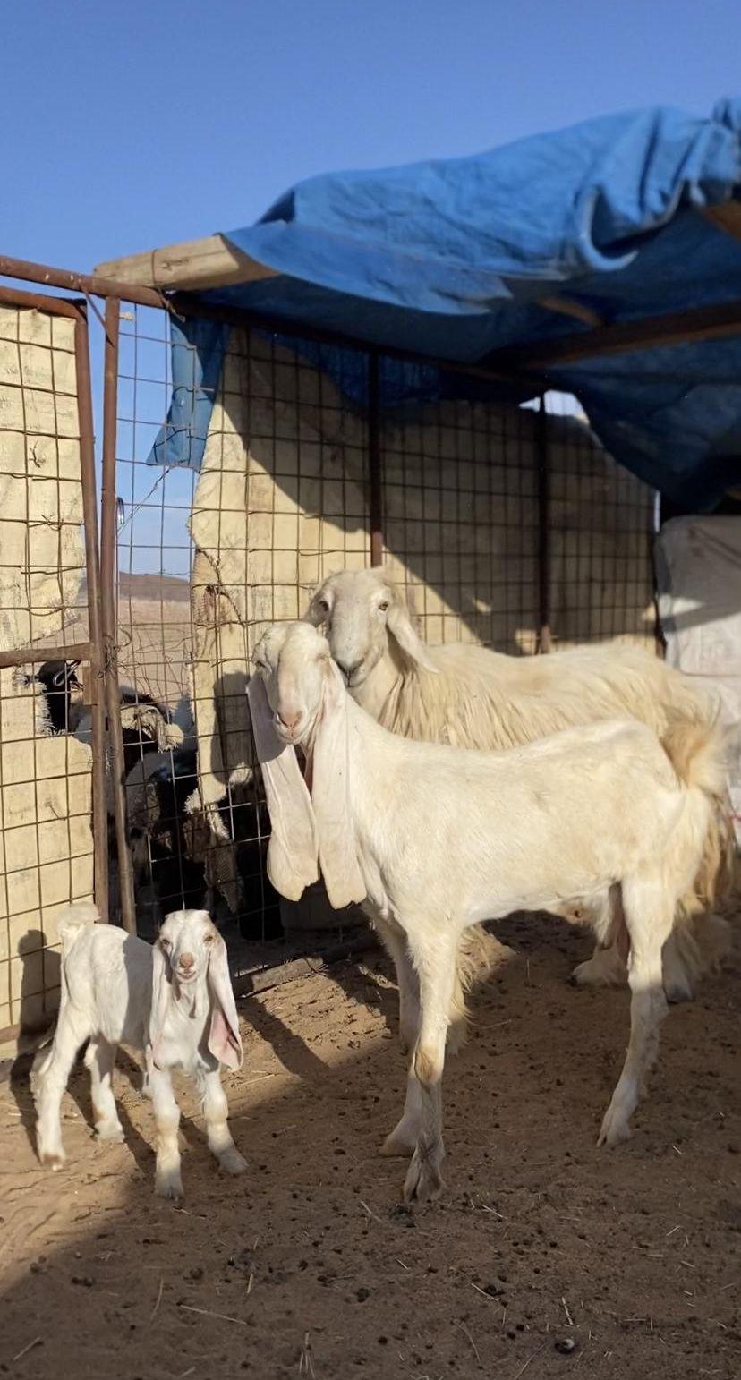 عنز هولنديه رباع