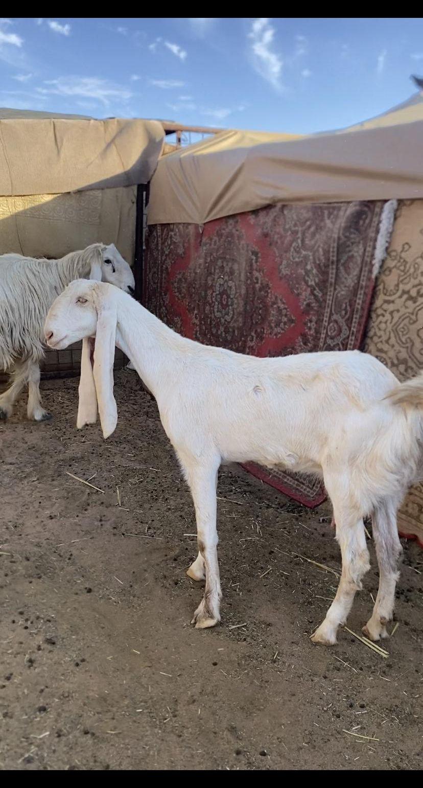 عنز هولنديه رباع