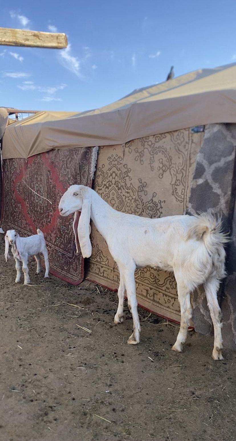 عنز هولنديه رباع