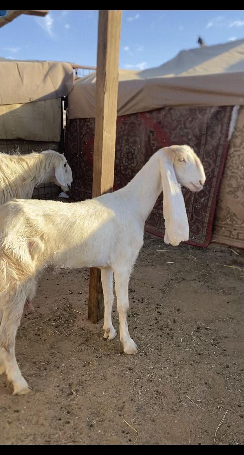 عنز هولنديه رباع