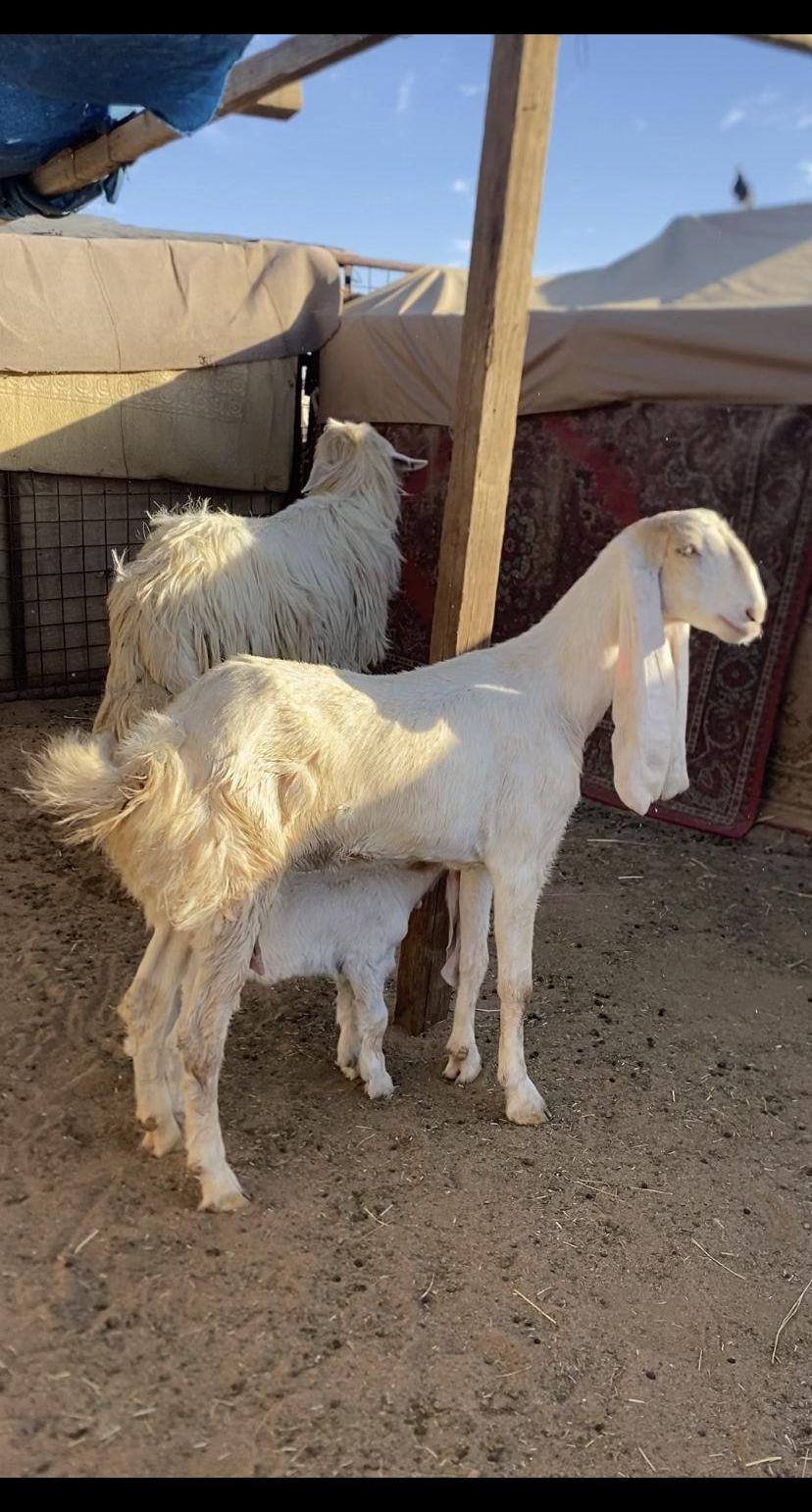 عنز هولنديه رباع