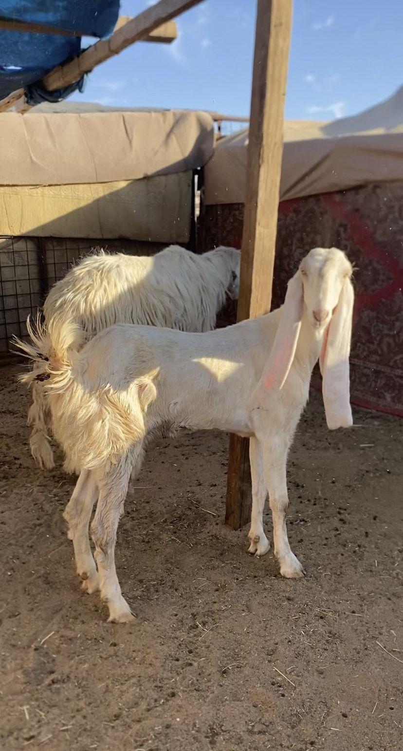 عنز هولنديه رباع