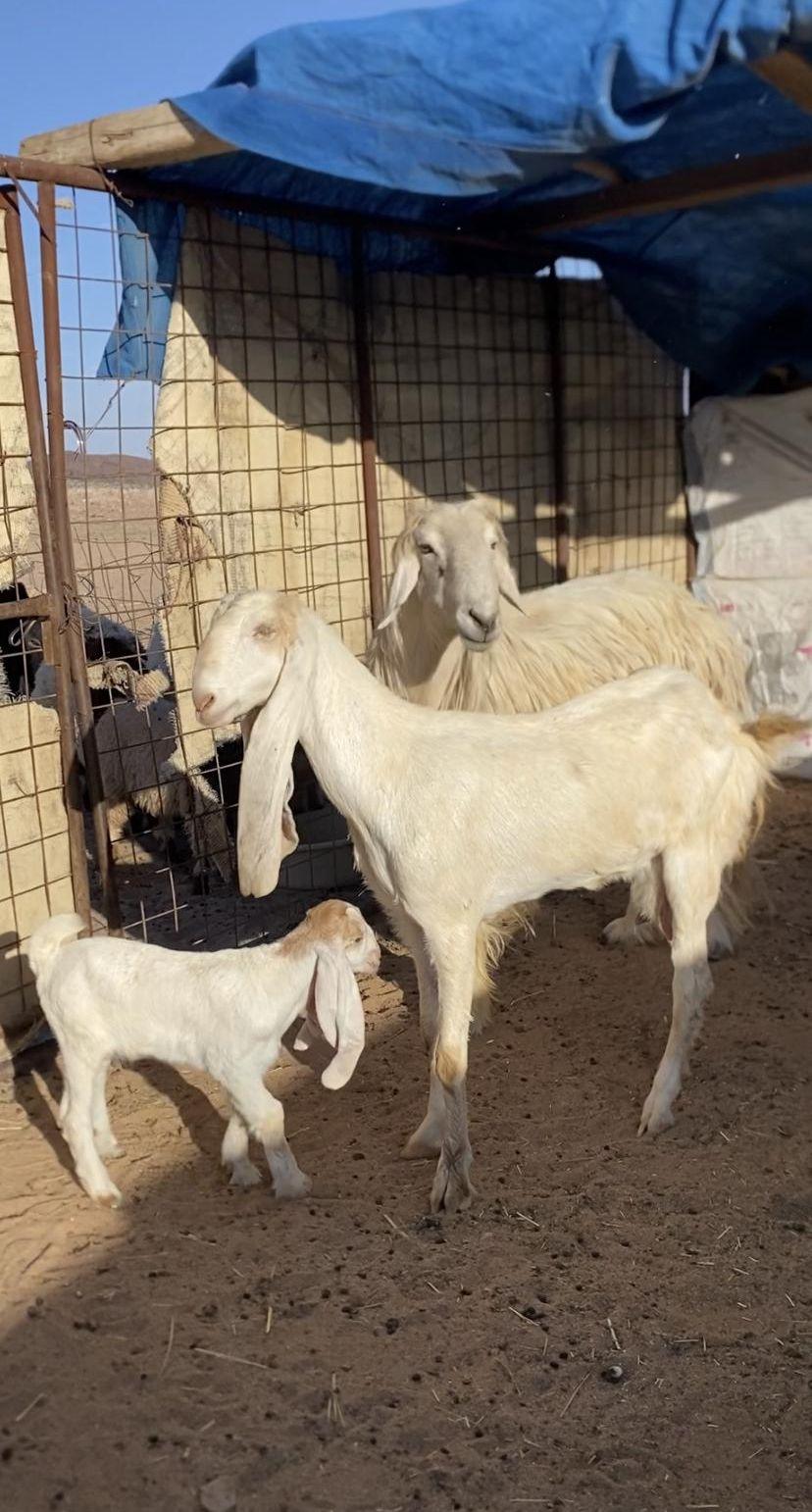 عنز هولنديه رباع