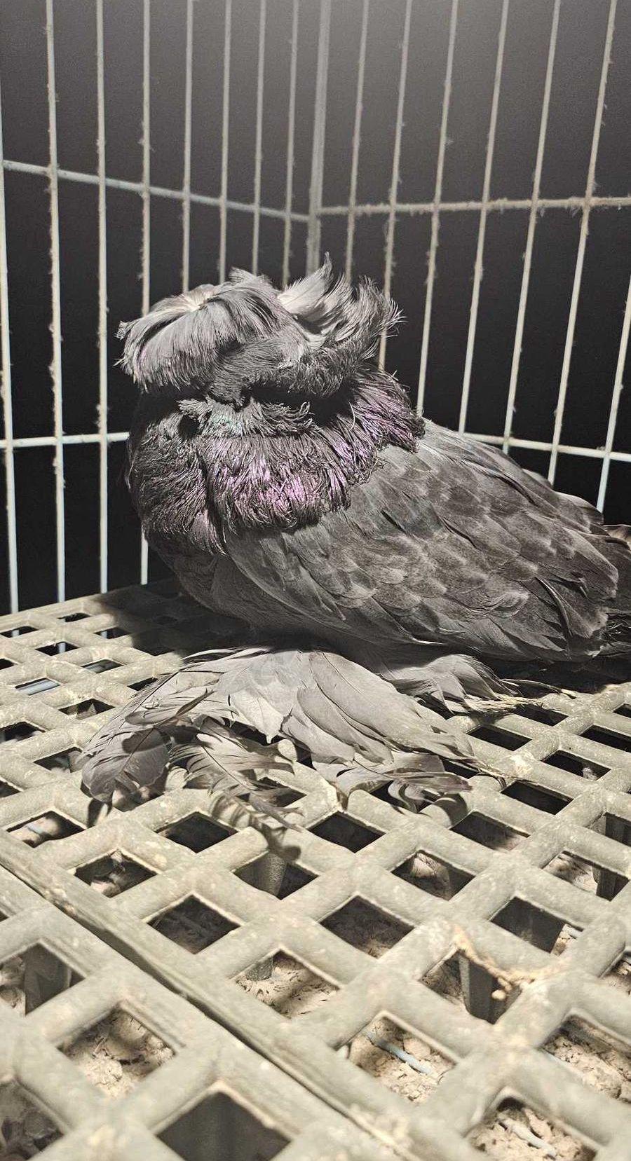 جوز بخارى اوبل