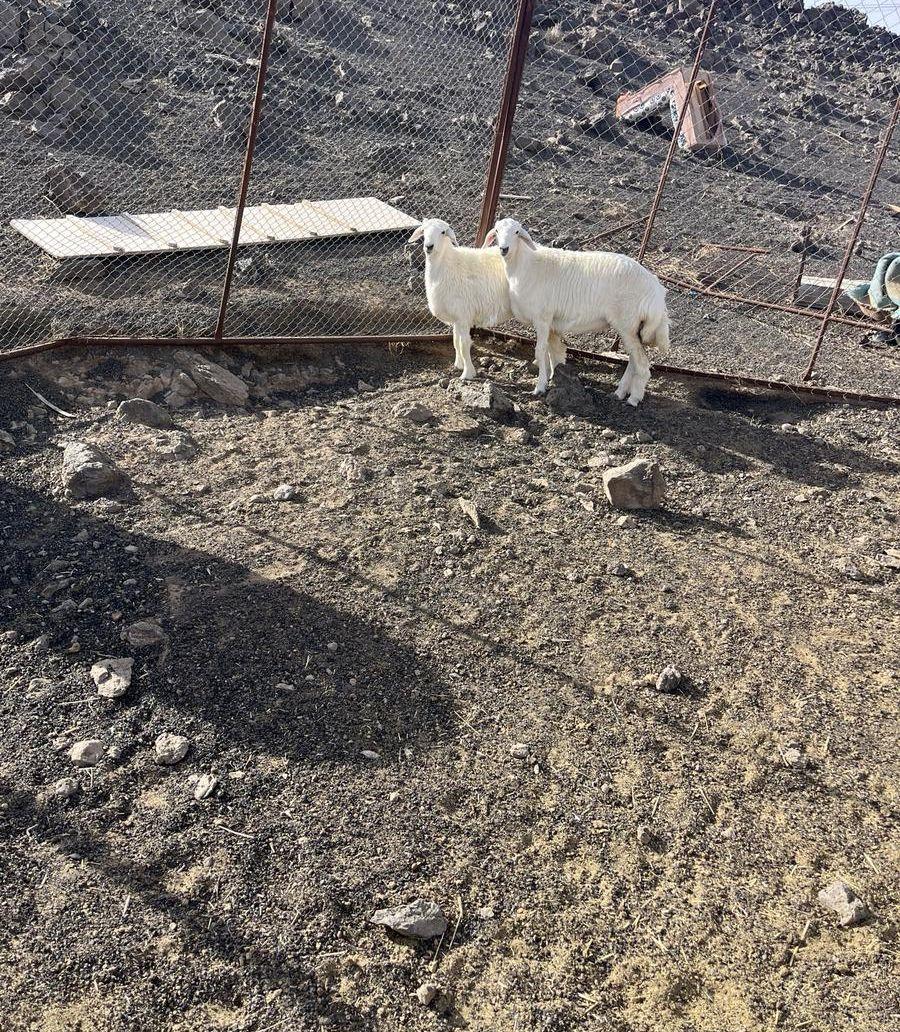 للبيع رخال ذبايح