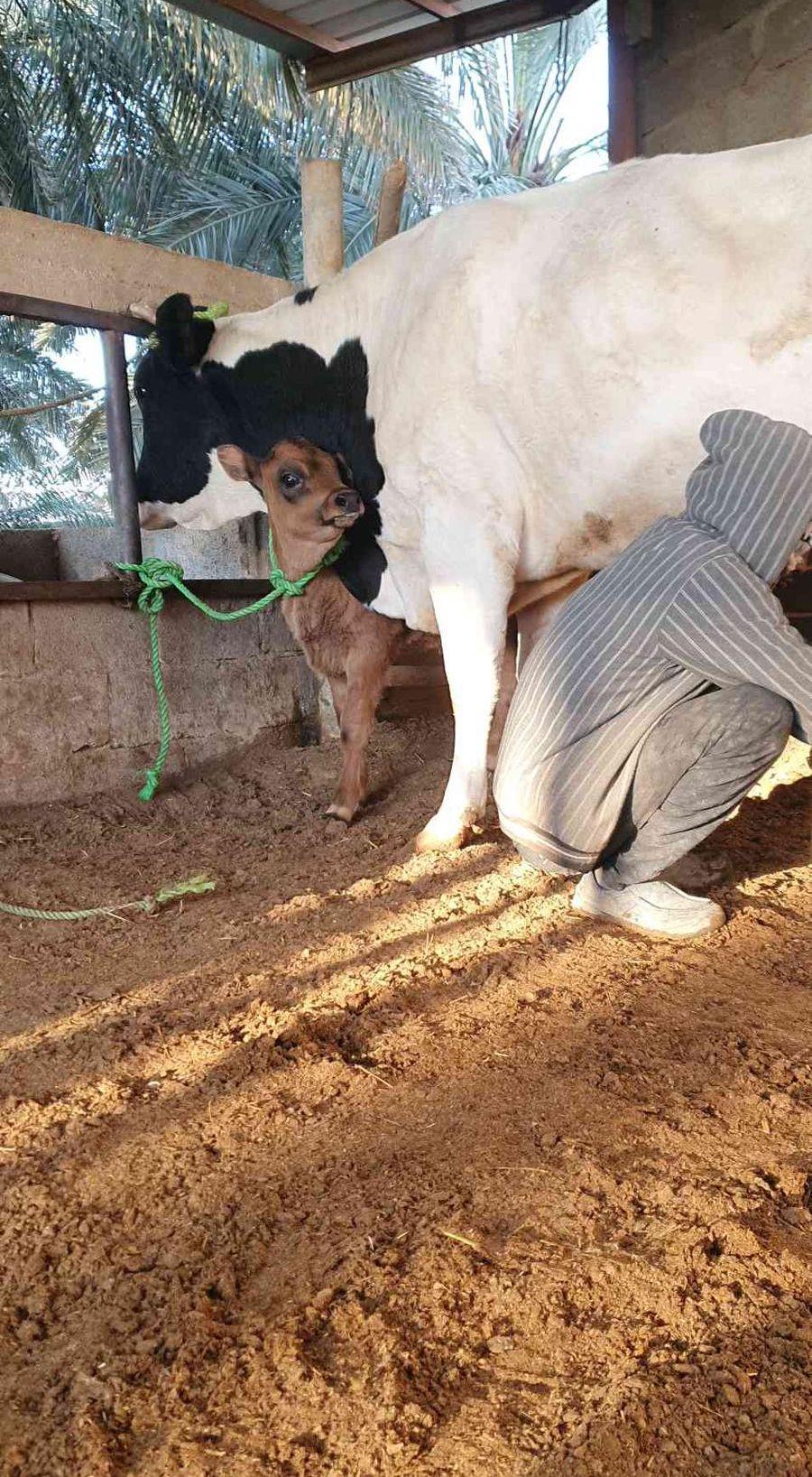 بقره جرسيه منيحت