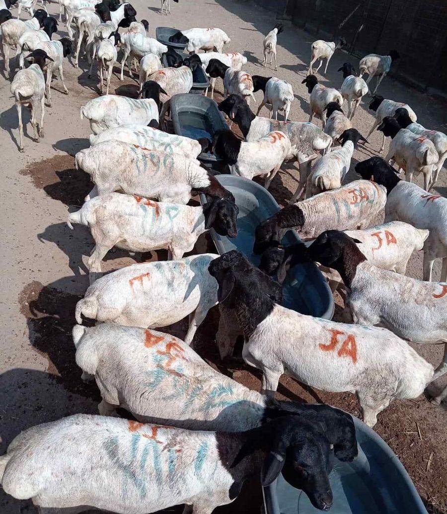 برابر وتيوس صوماليه