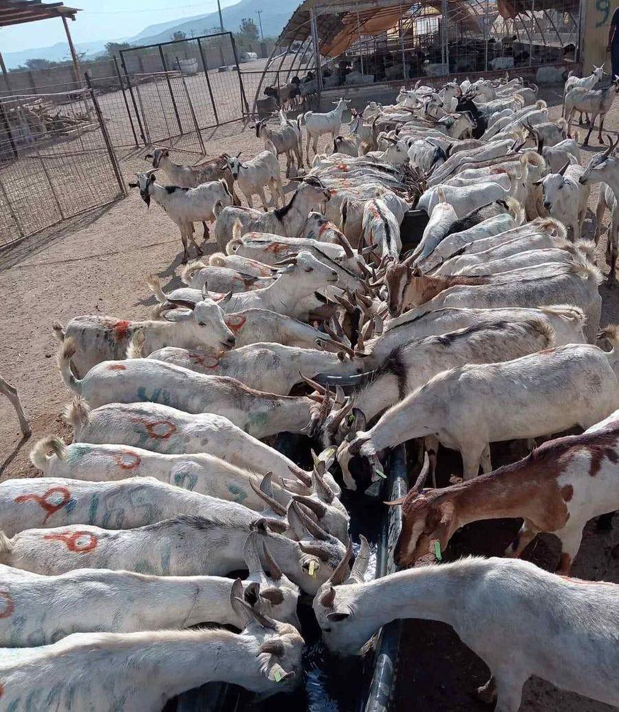 برابر وتيوس صوماليه