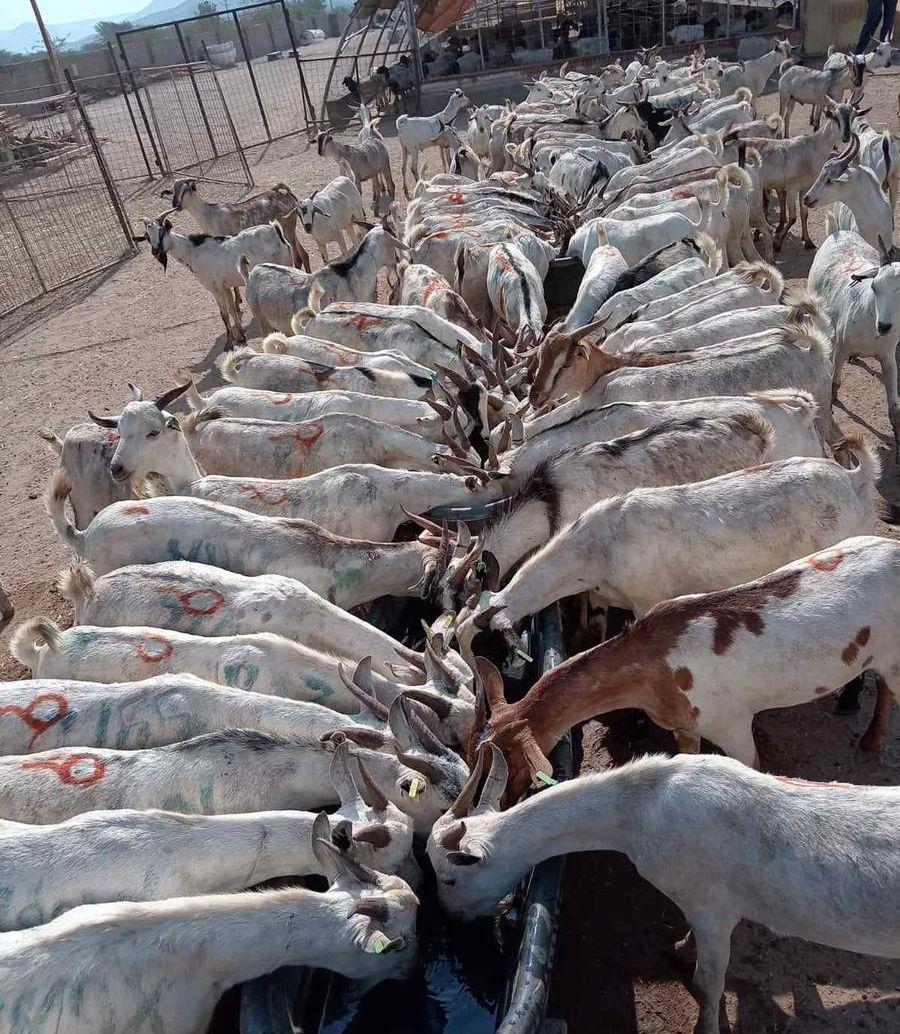 برابر وتيوس صوماليه