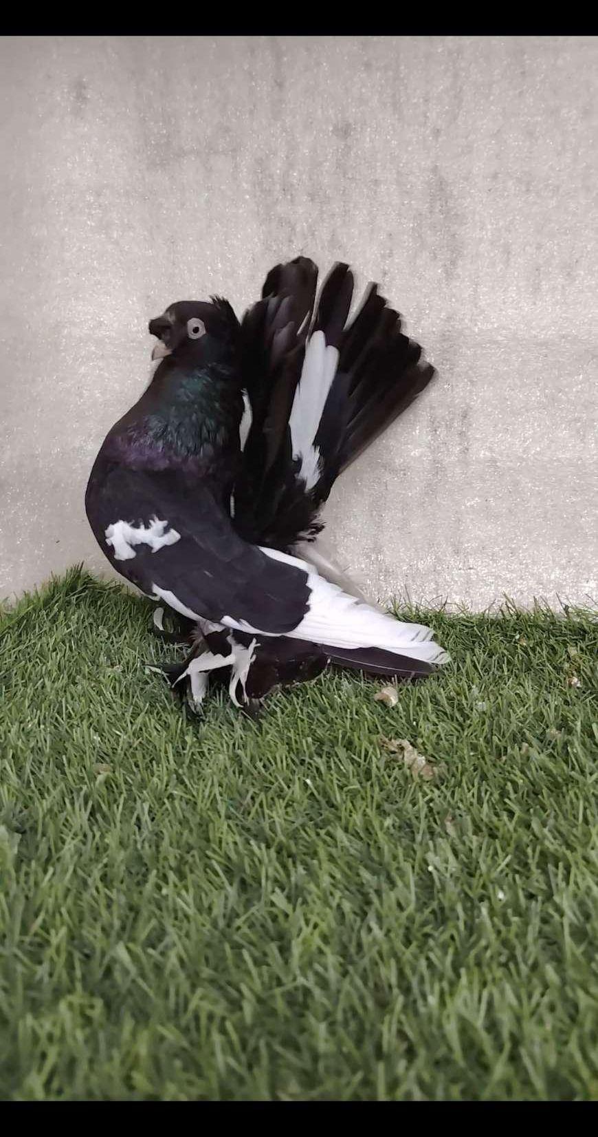 فحلين الاسكا
