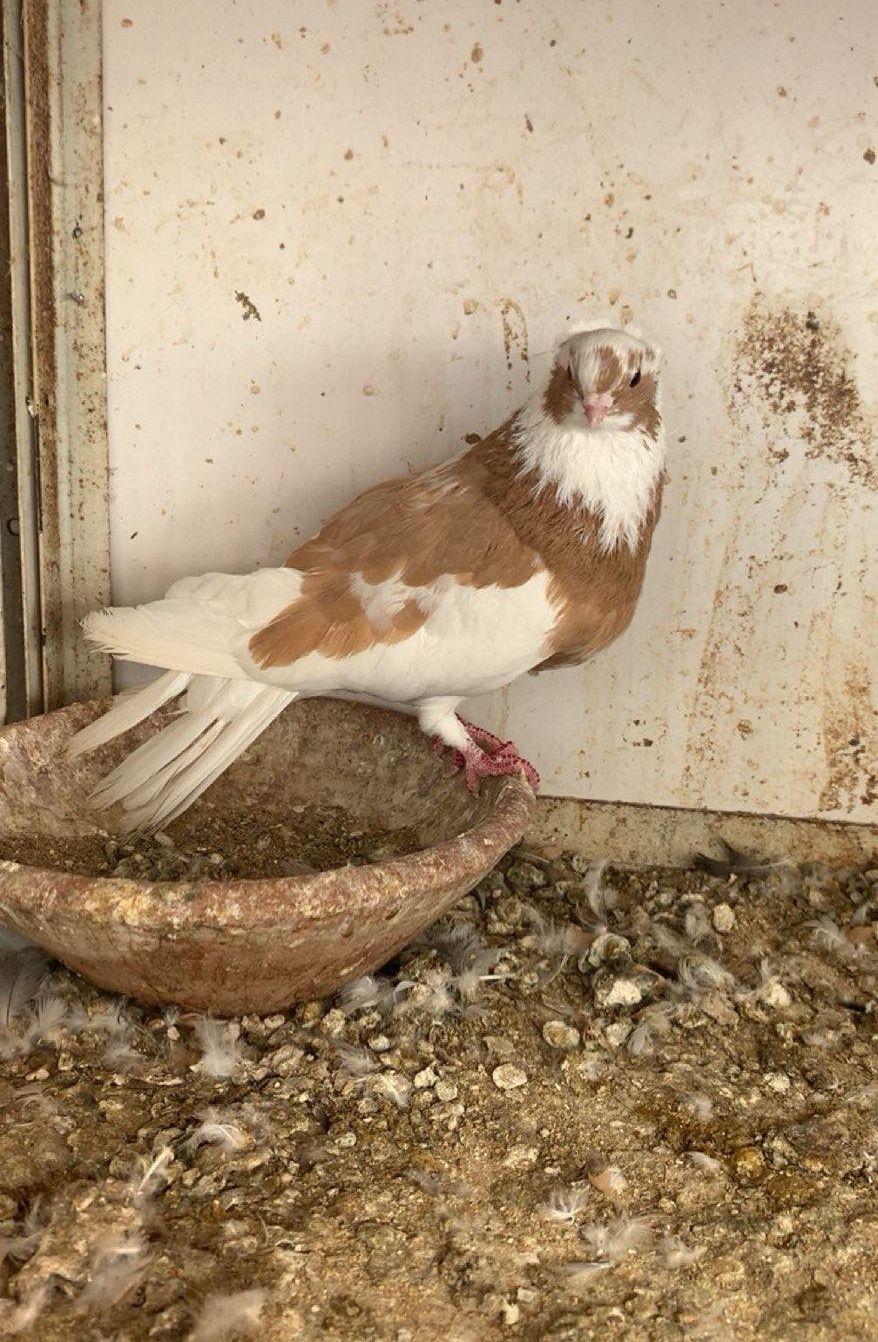 حمام قطايف