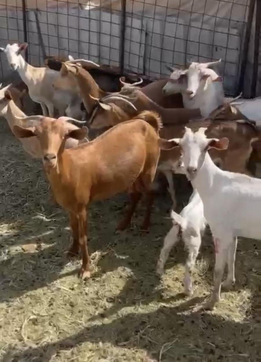 جفار ومعزا جنوبيات