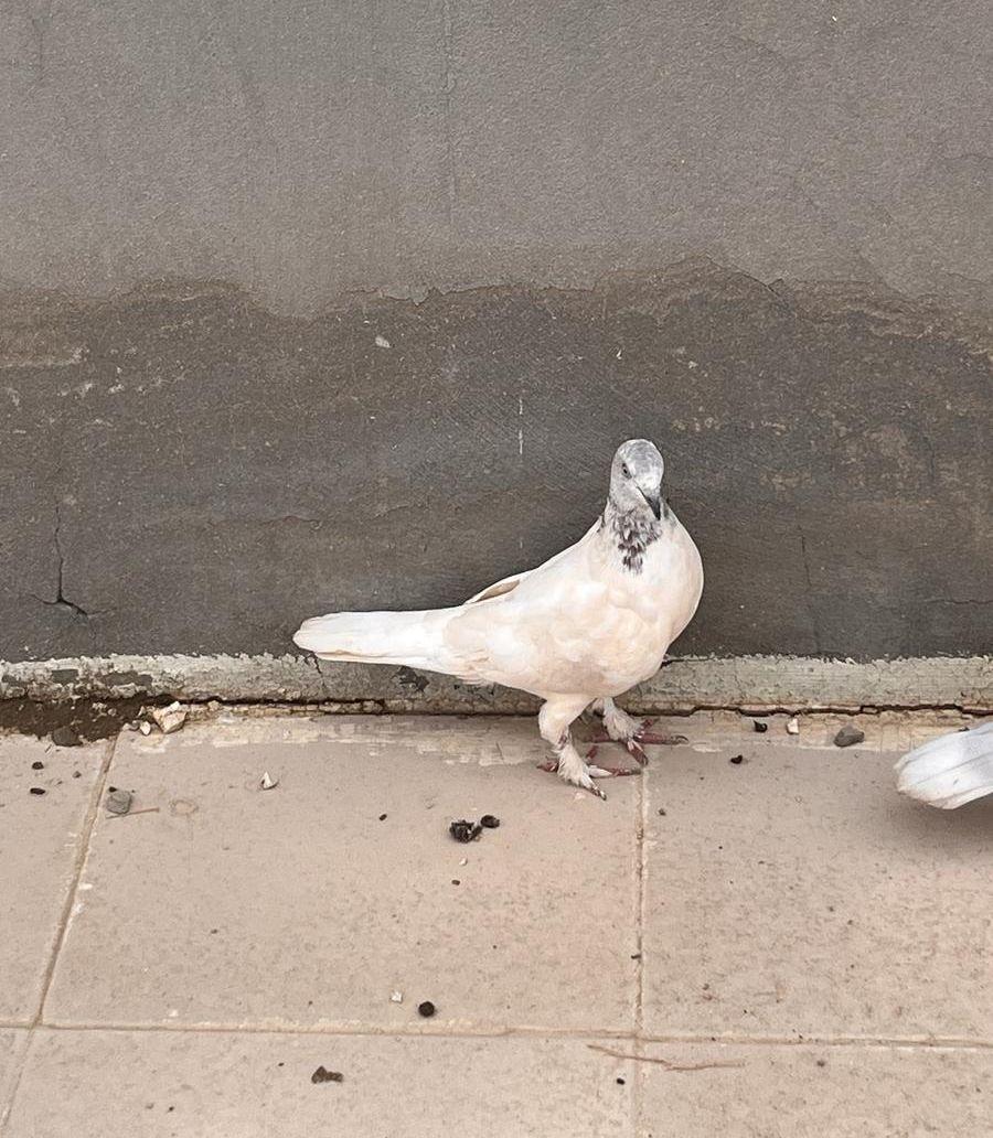 للبيع حمام