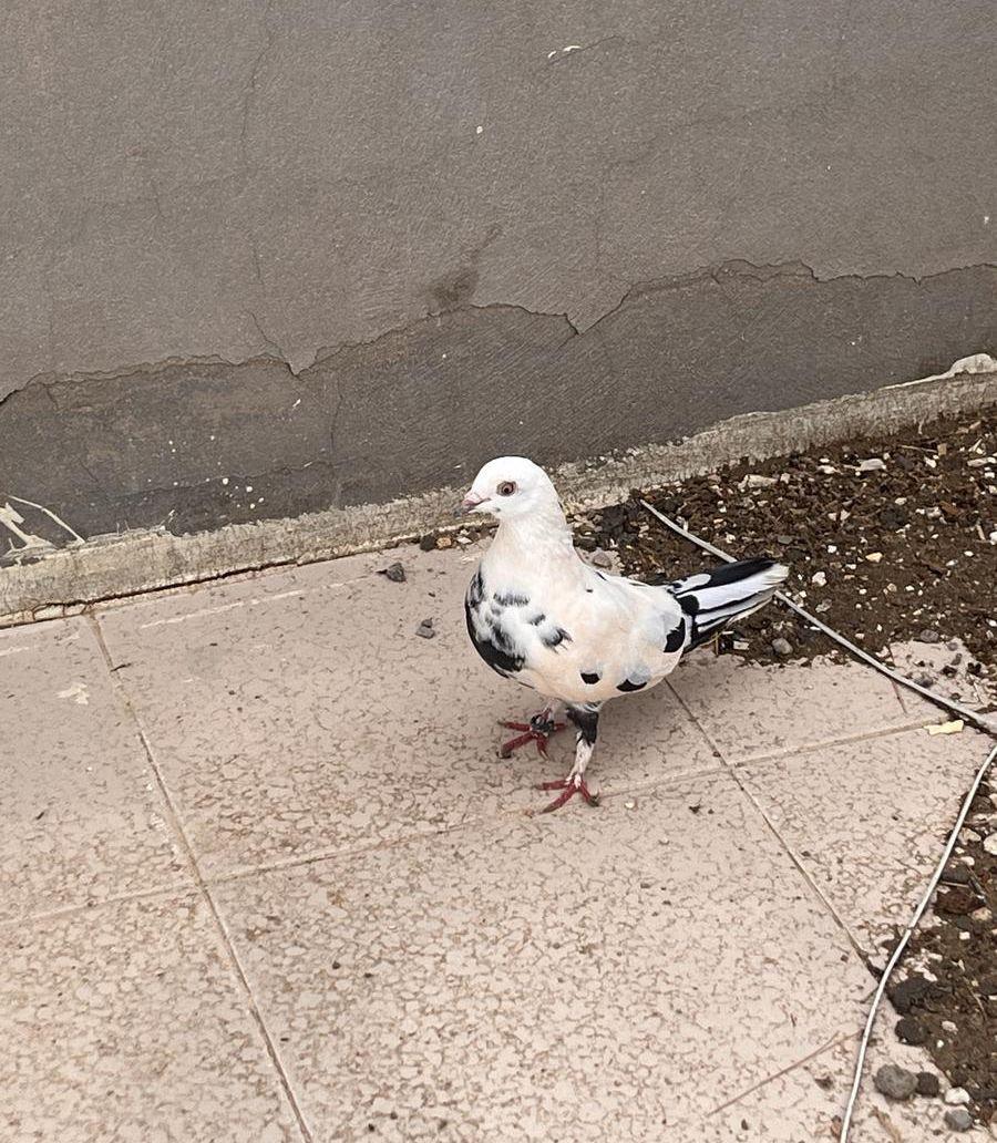 للبيع حمام