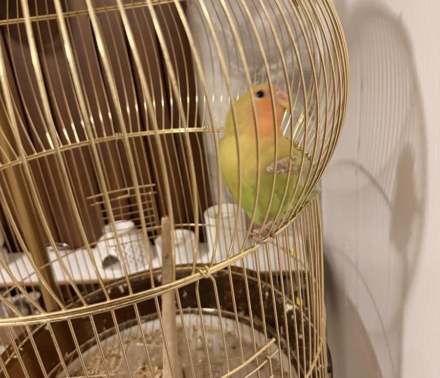 عصفور روز مع