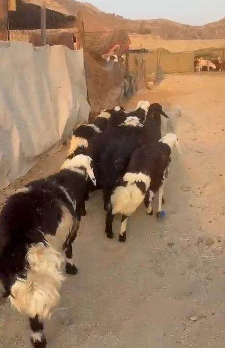 طليان يمنيه شبيه