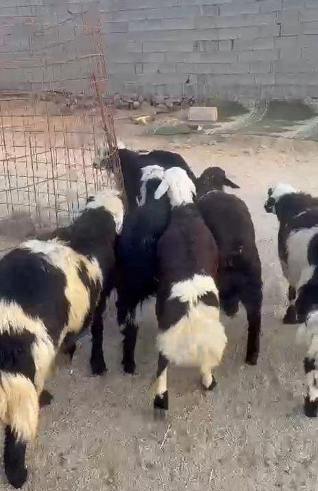 طليان يمنيه شبيه