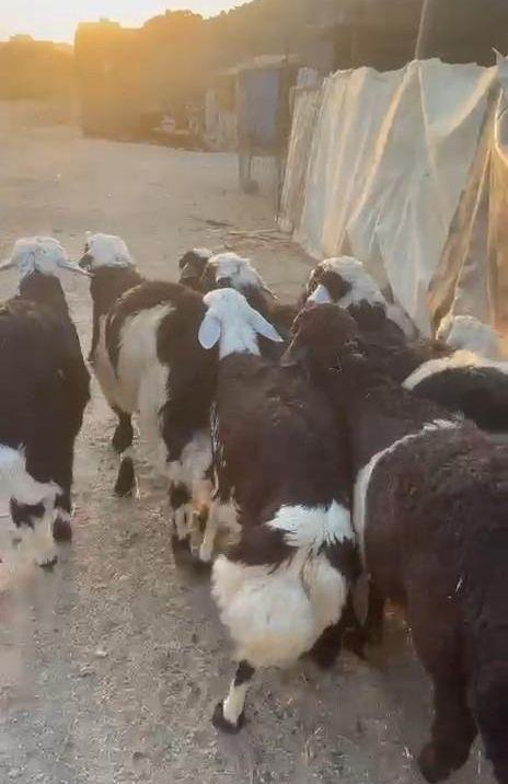 طليان يمنيه شبيه