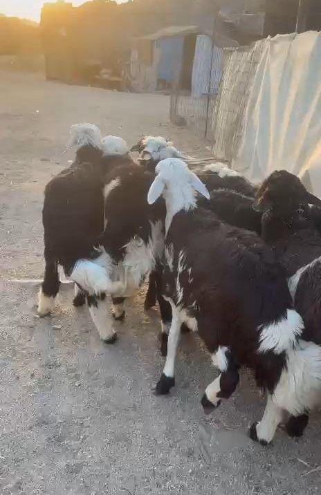 طليان يمنيه شبيه