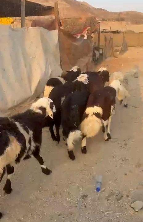 طليان يمنيه شبيه
