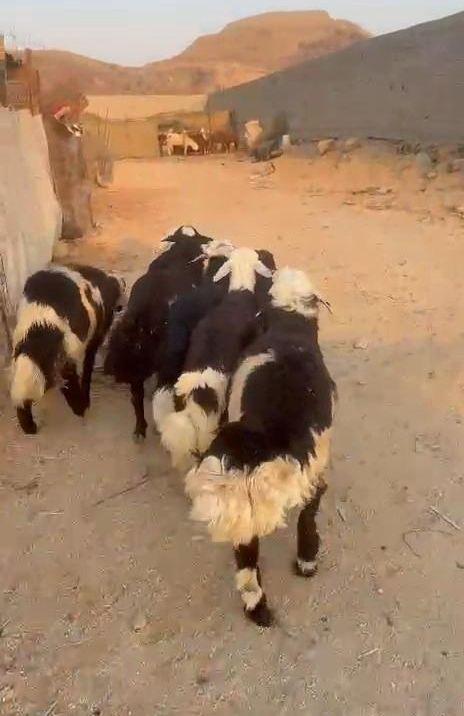 طليان يمنيه شبيه
