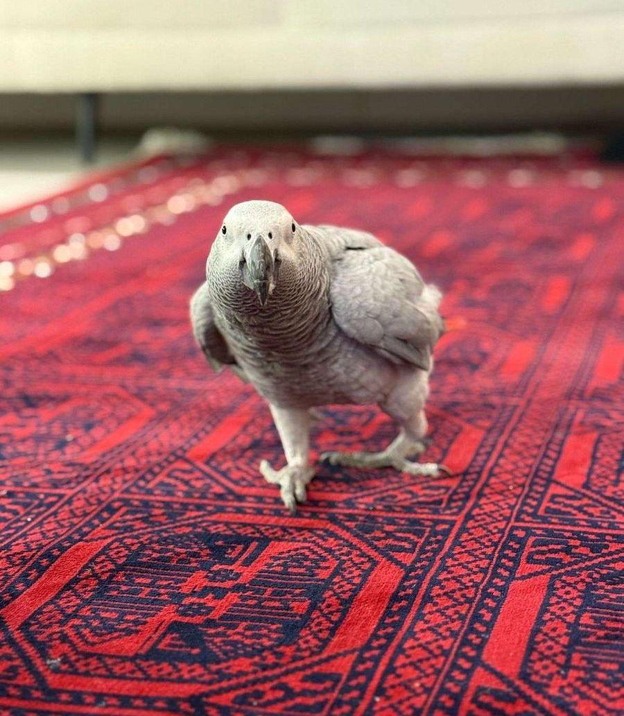 ببغاء كاسكو متكلم