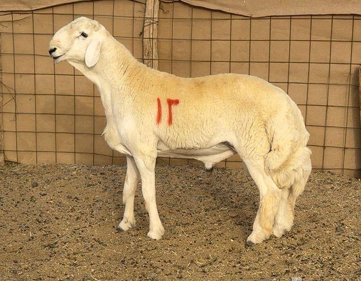 مشاريع صنف الصنف