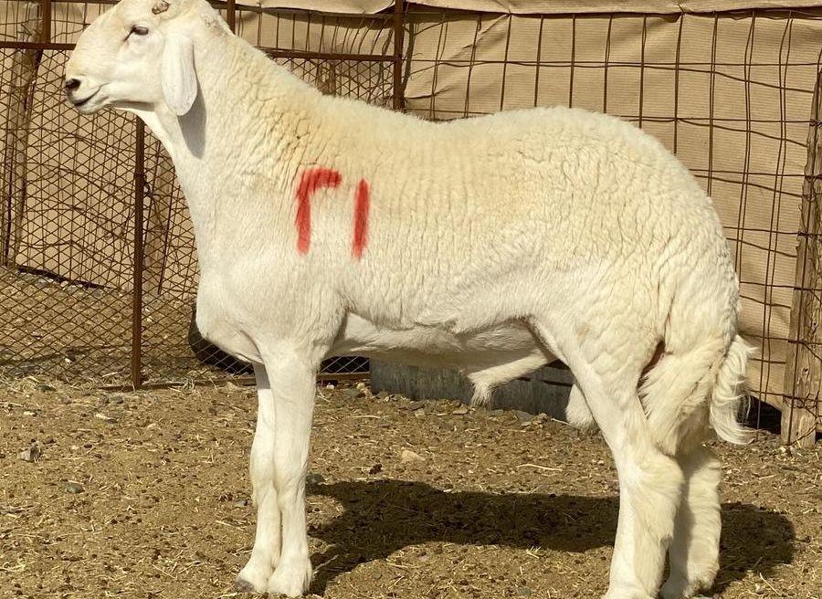 مشاريع صنف الصنف