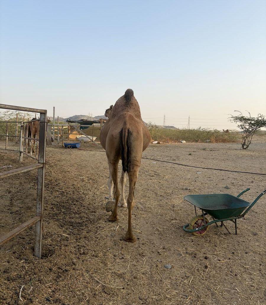 ناقه لقحه
