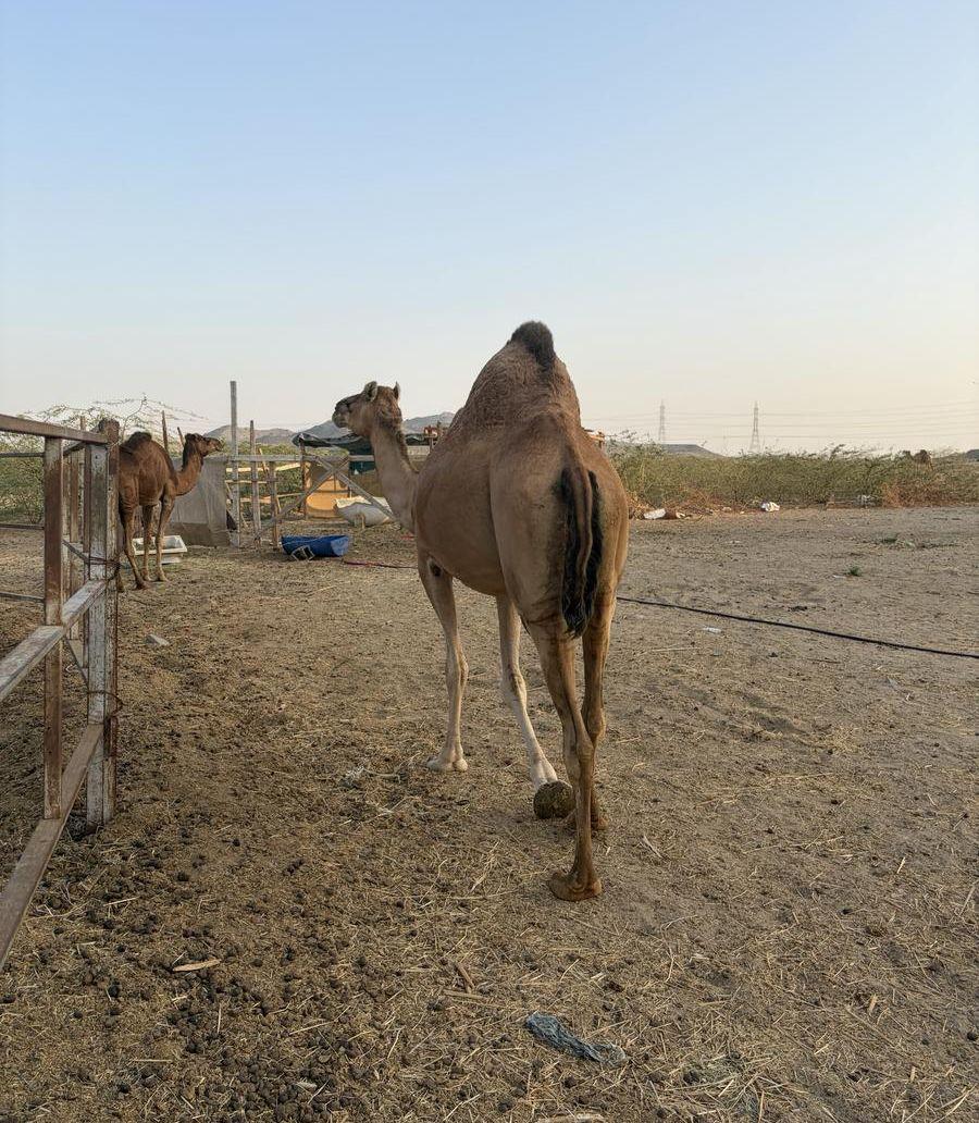 ناقه لقحه