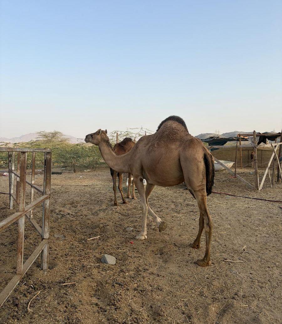 ناقه لقحه