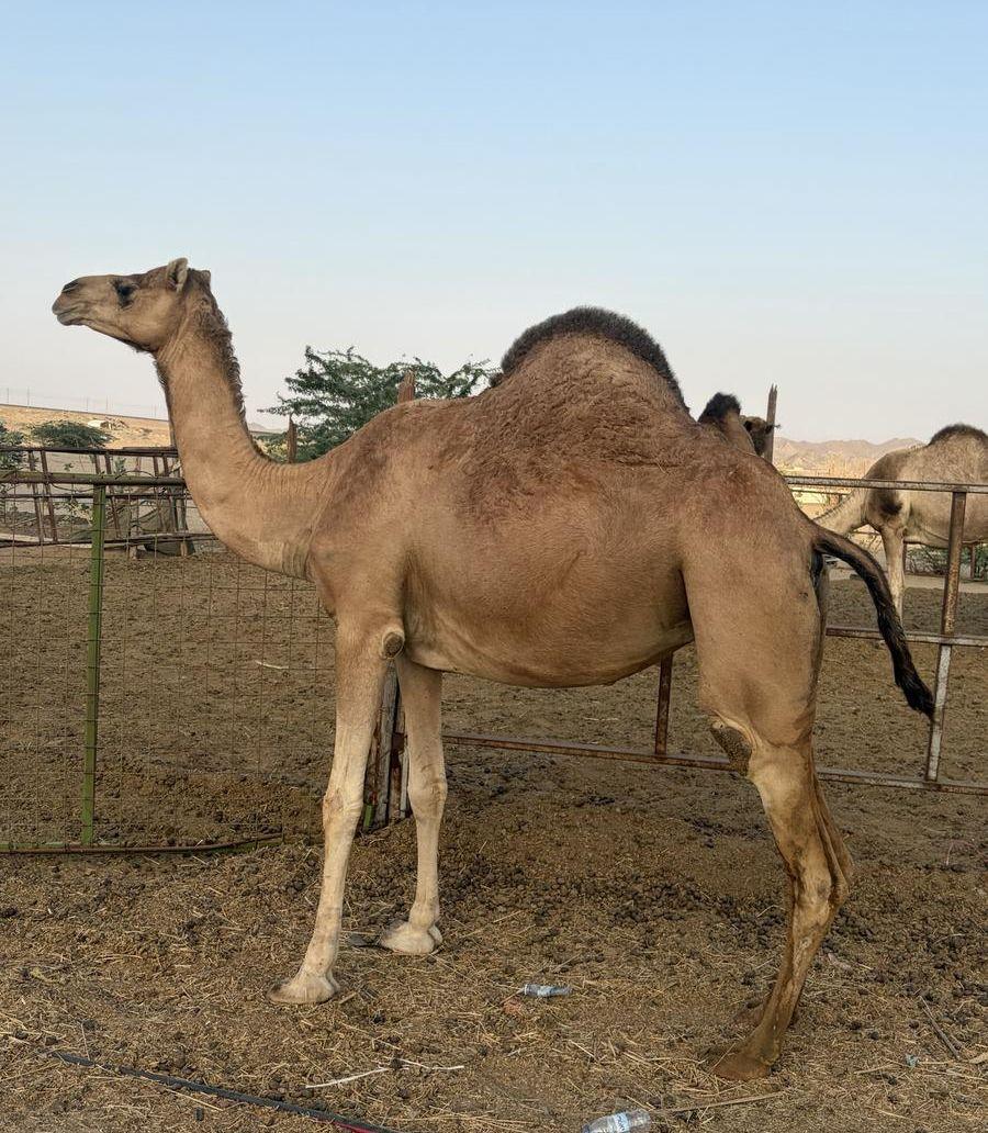 ناقه لقحه