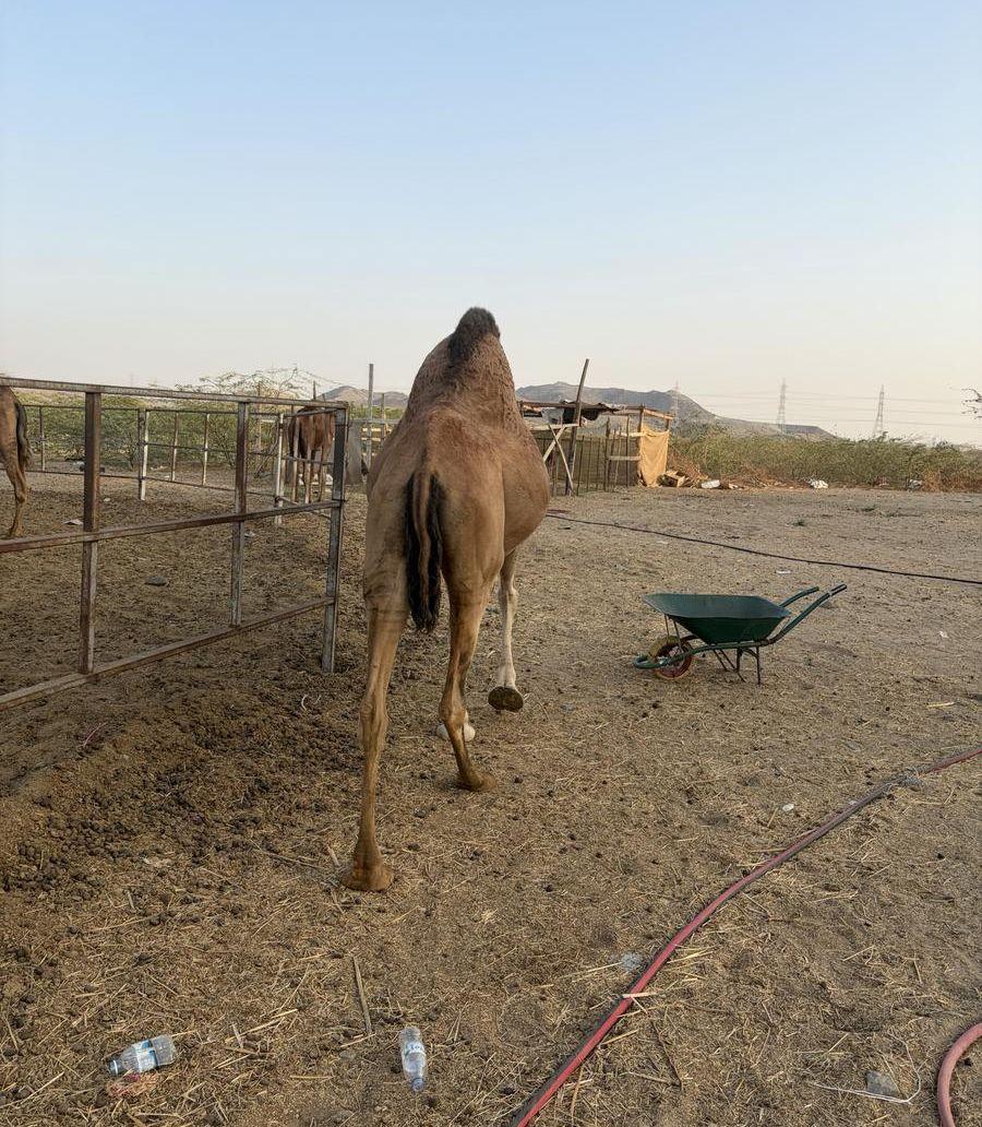 ناقه لقحه