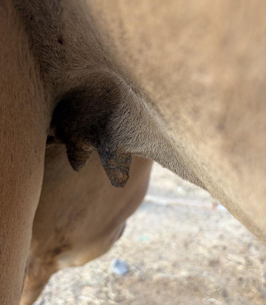 ناقه لقحه