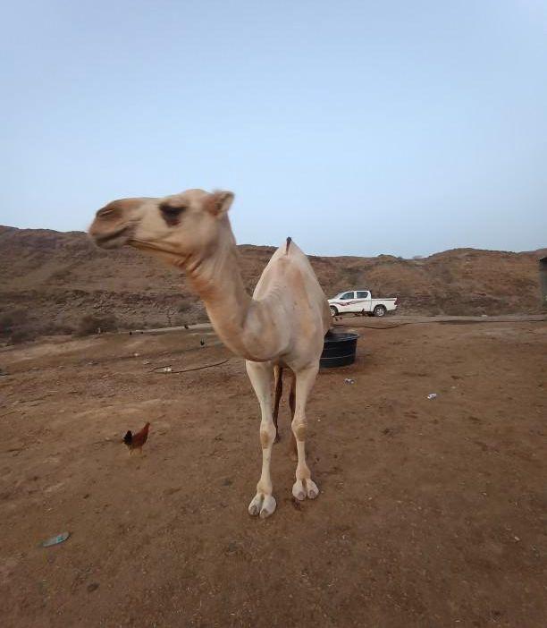 بكره اركيه للبيع