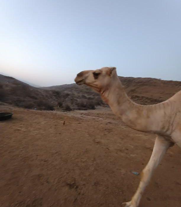 بكره اركيه للبيع