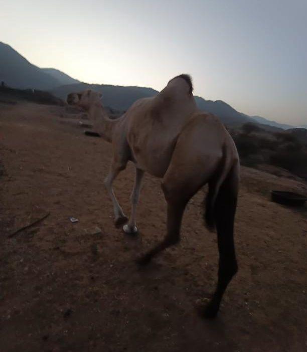 بكره اركيه للبيع