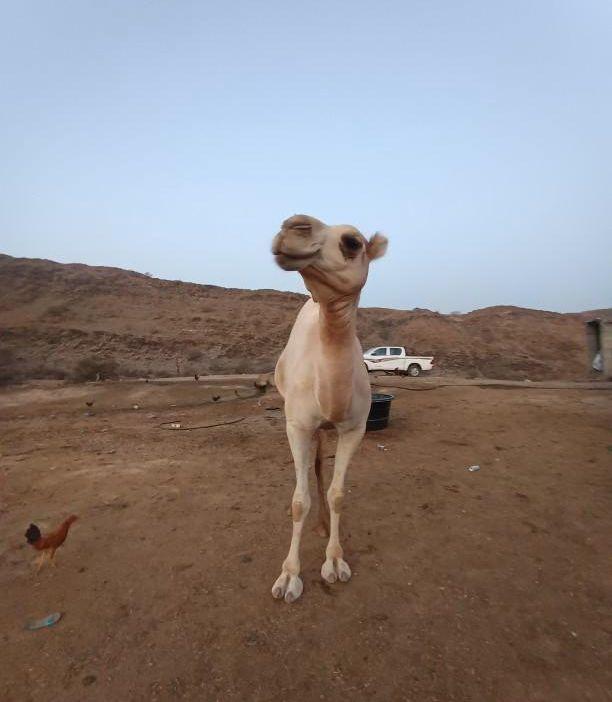بكره اركيه للبيع