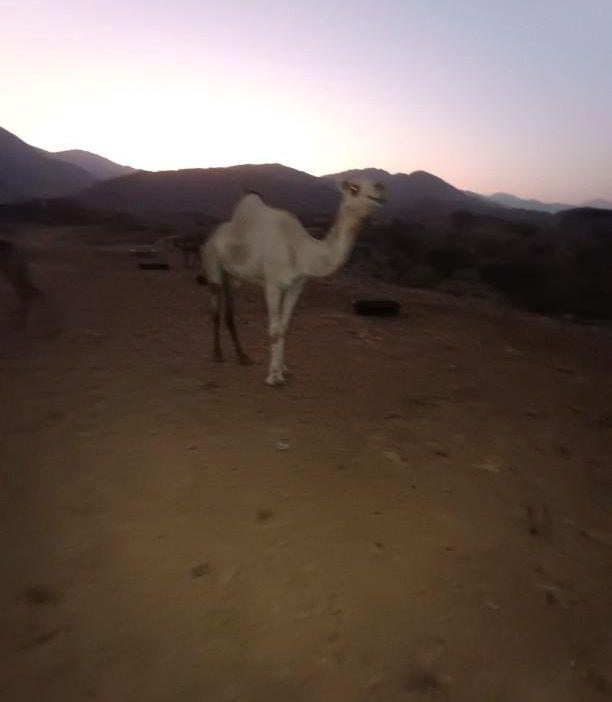 بكره اركيه للبيع