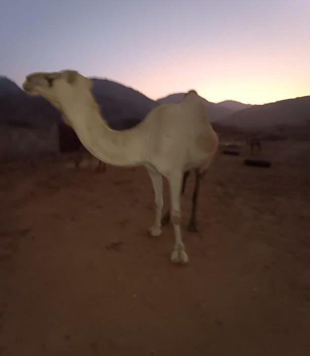 بكره اركيه للبيع