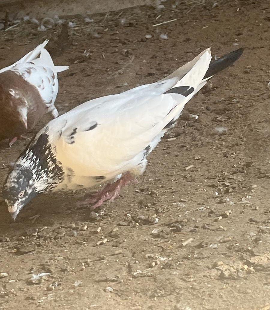 حمام