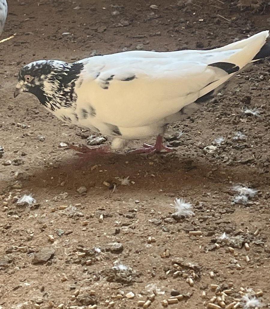 حمام