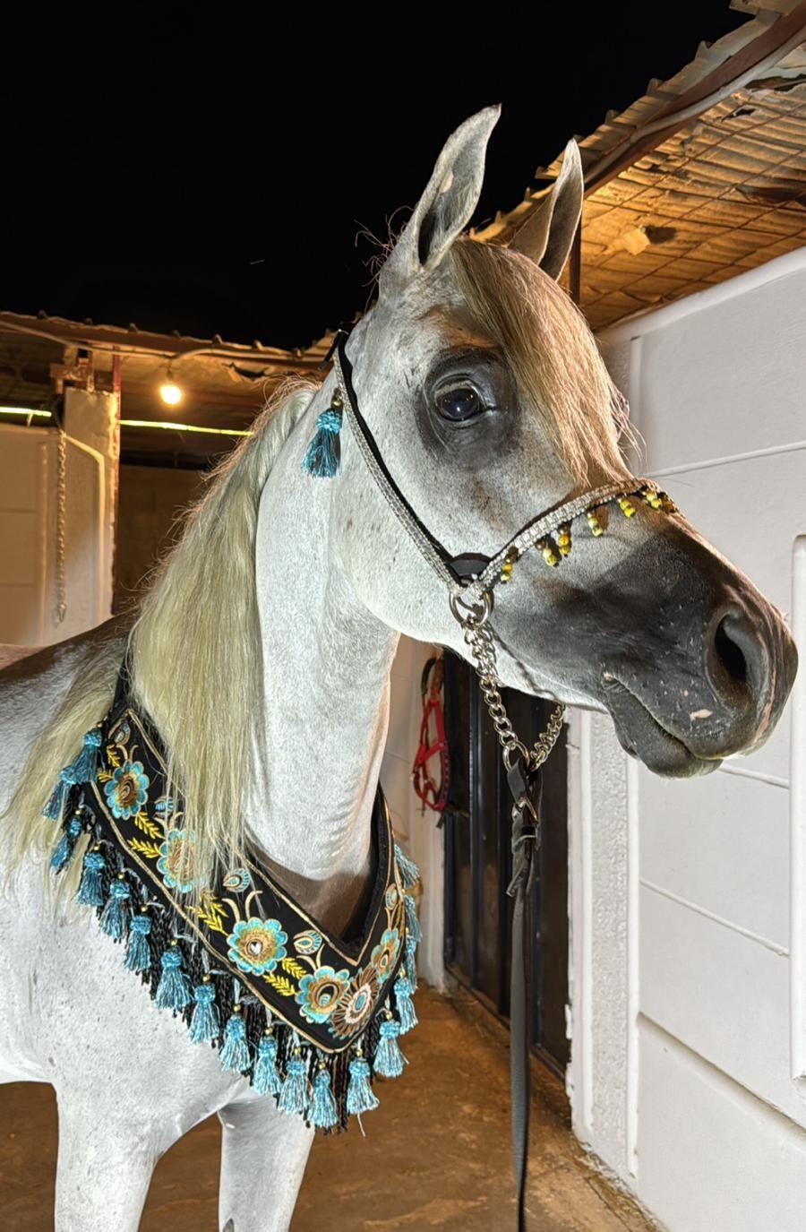 زينة خيل
