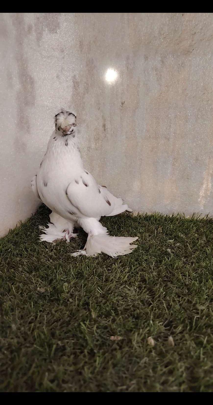 جوز اوزبك