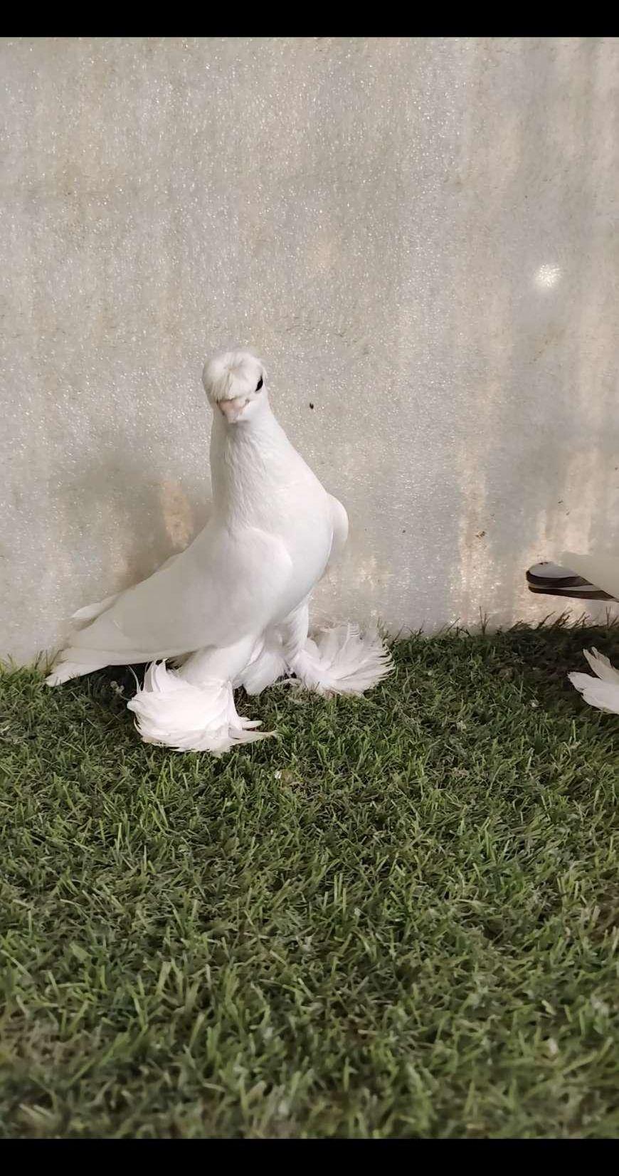 جوز اوزبك