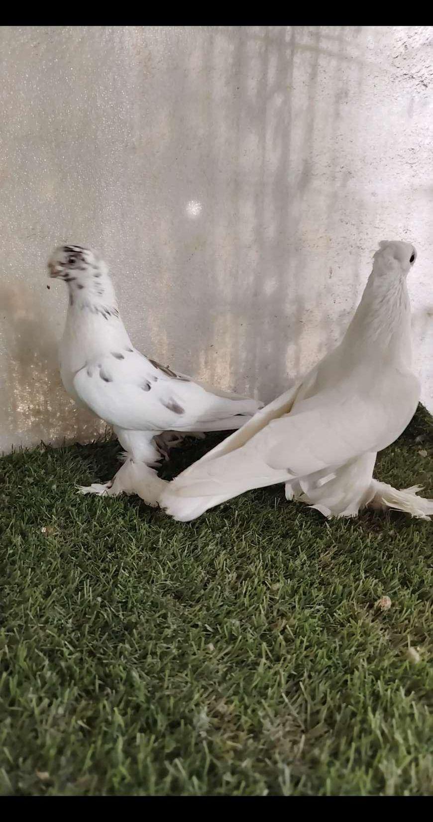 جوز اوزبك