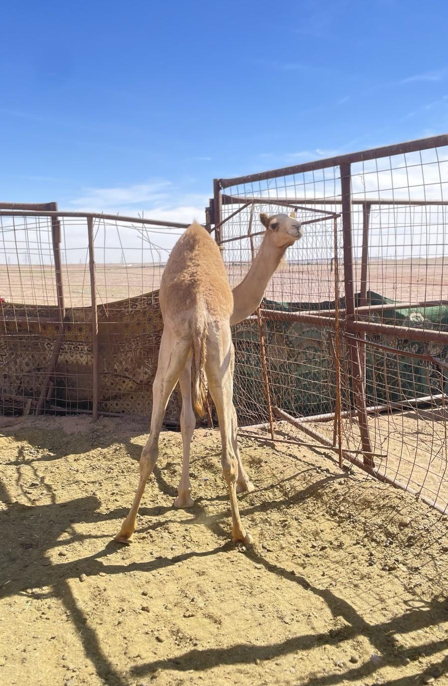 بكرة فطيم. الاب